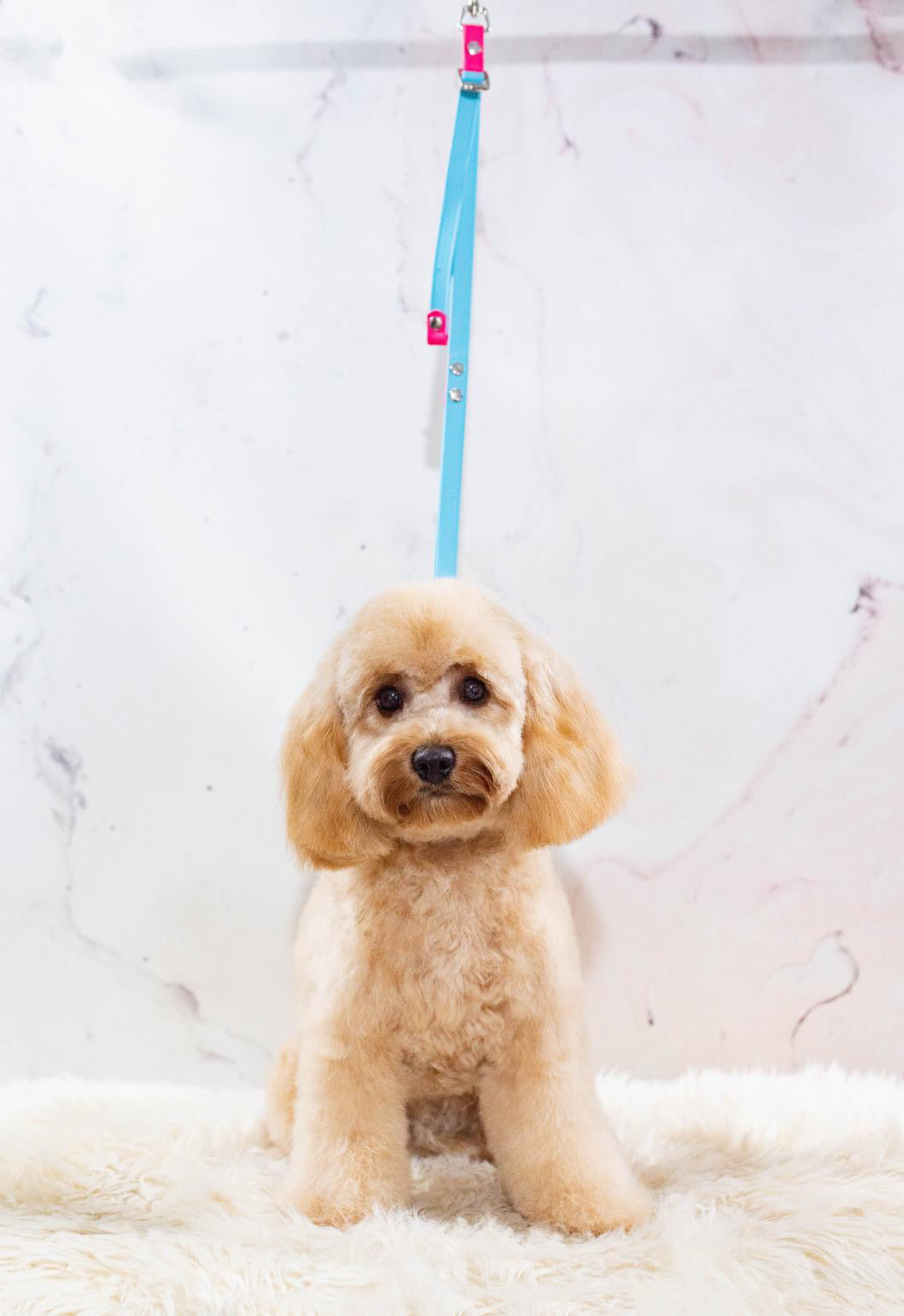 Adjustable BioThane® Grooming Loop